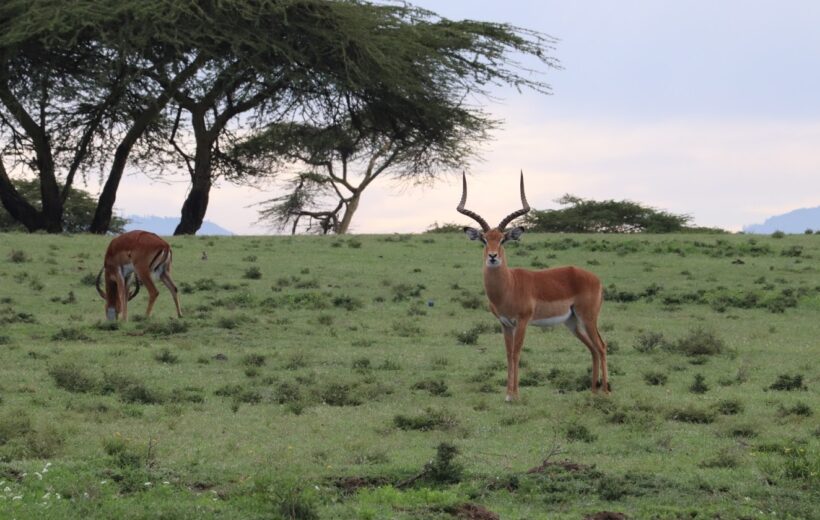 Adventure Naivasha