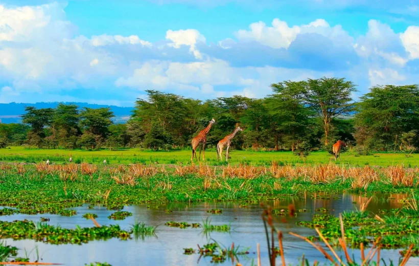 8 days in Amboseli
